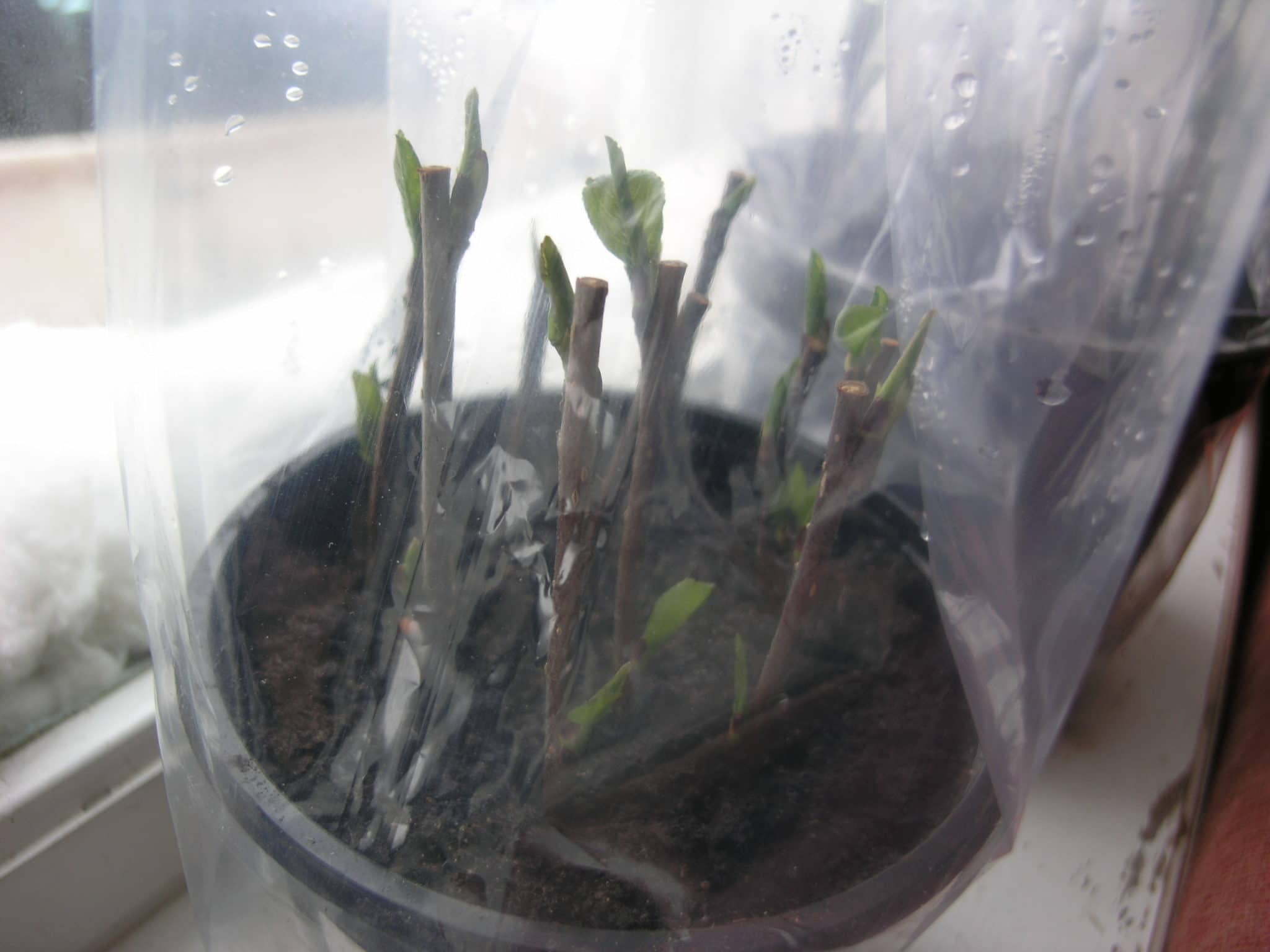 Aronia sticklingar