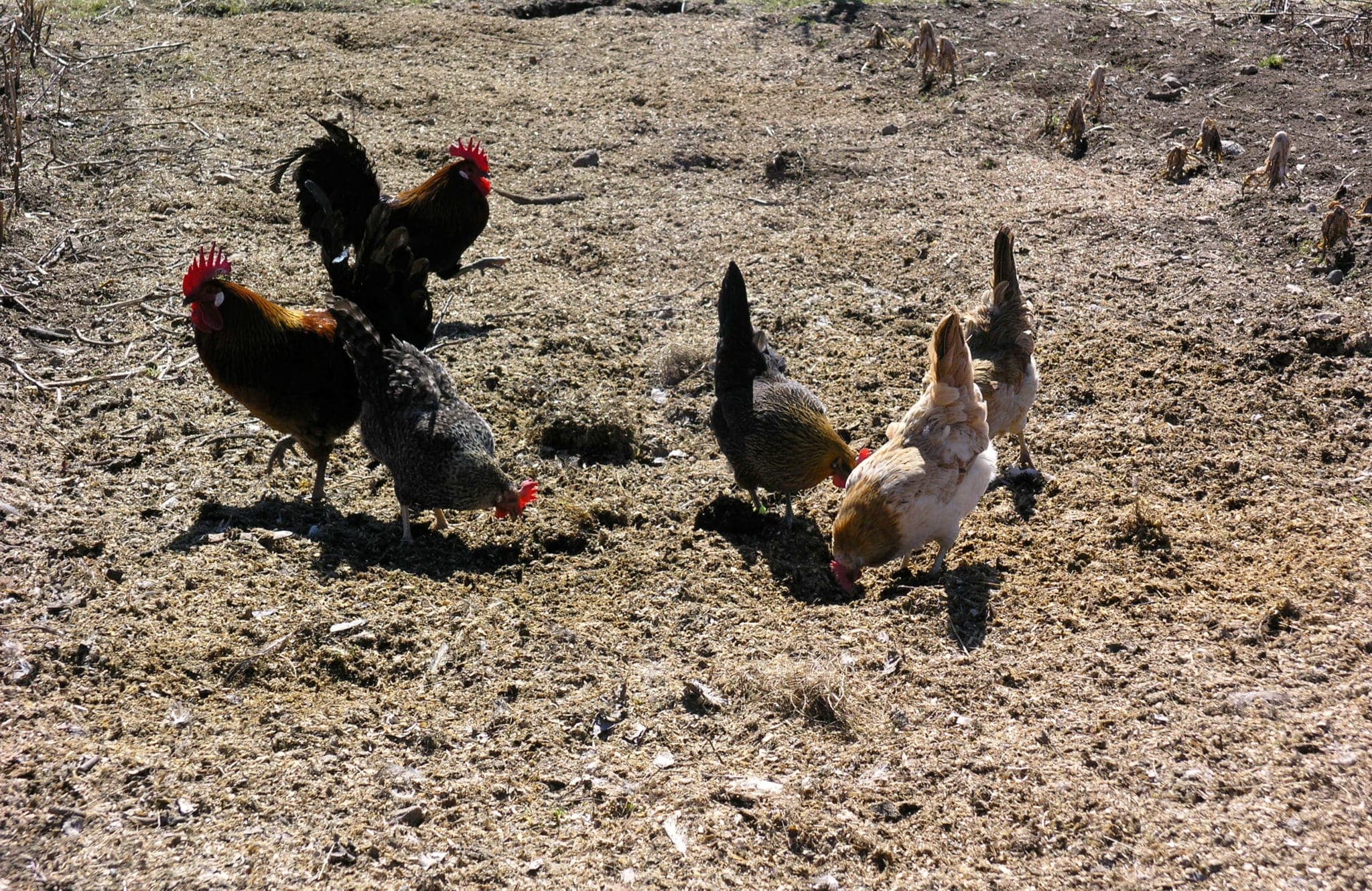 Gödselspridning utförd