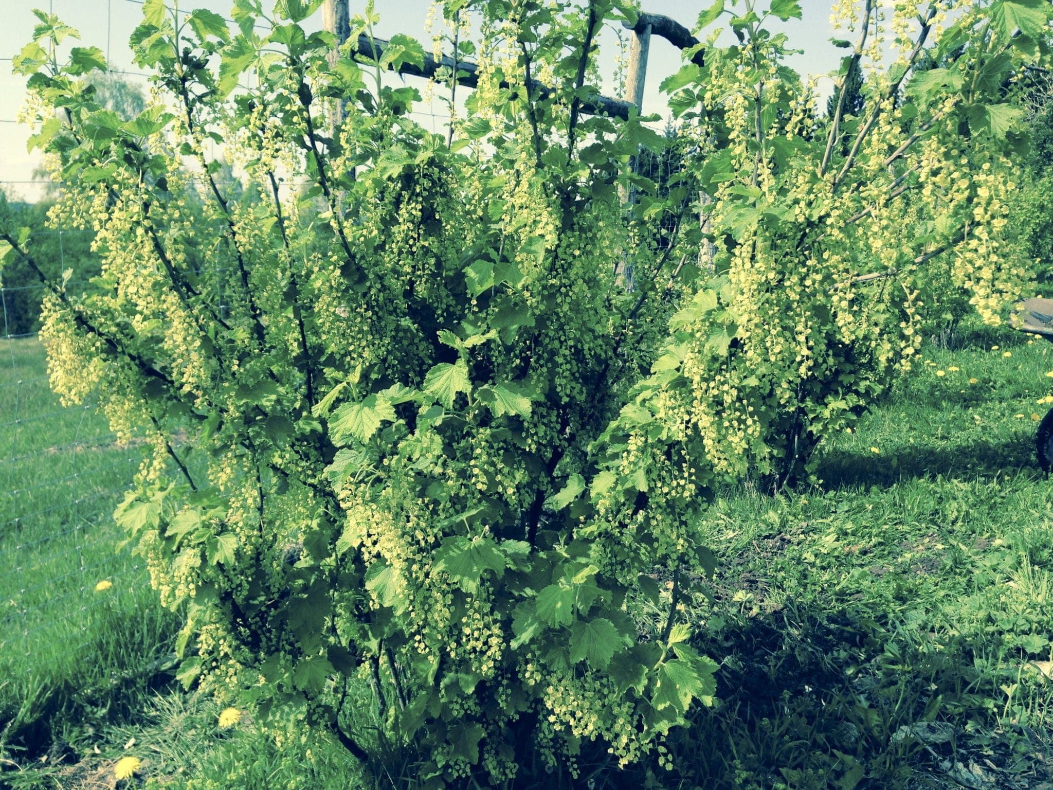 Ibland är det en fördel att bo på högre höjd. Frukt och bärblomningen han aldrig komma igång innan de sena frostnätterna. Gissa om vi fick rekordskördar i år.