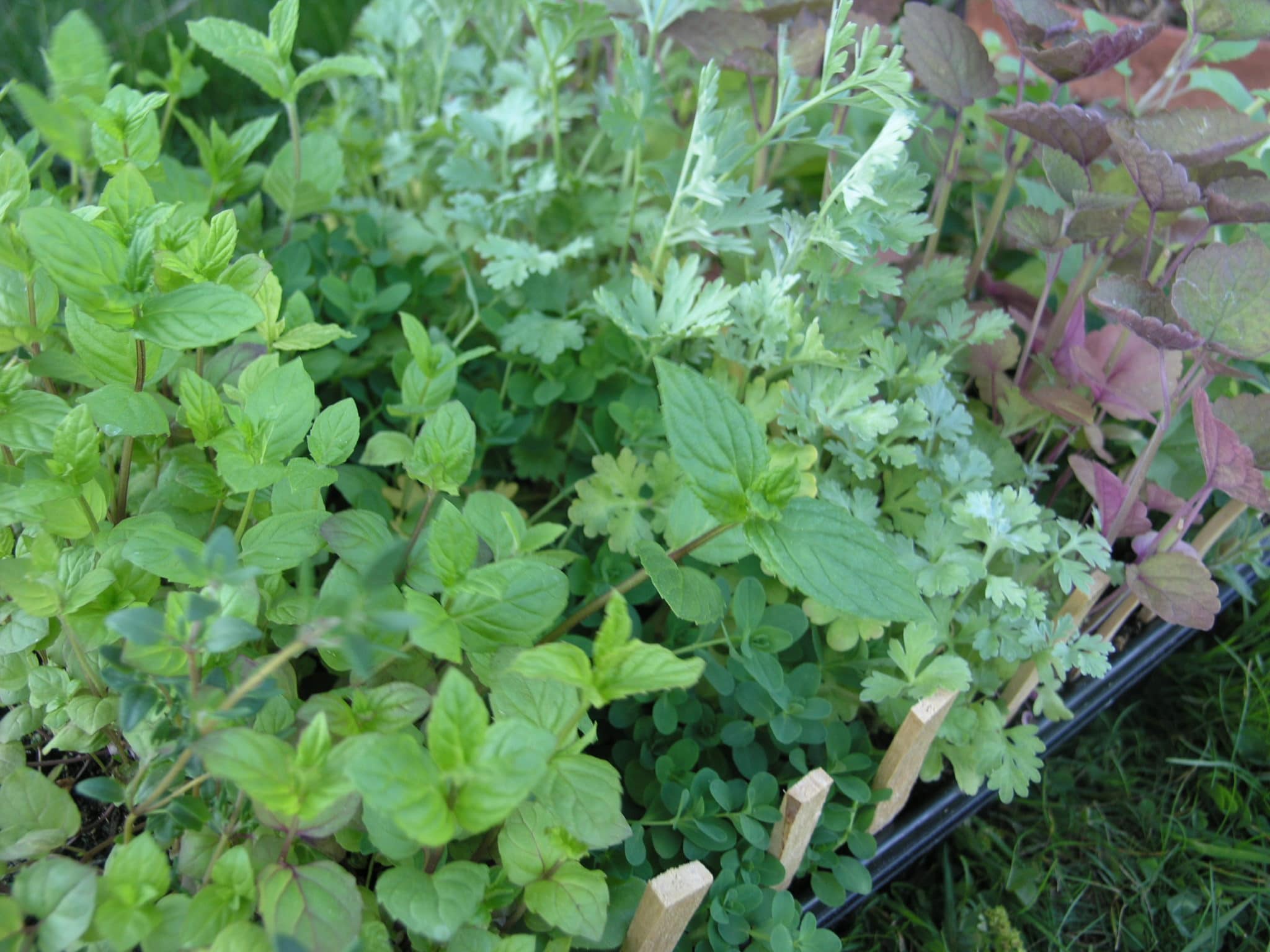 Innan det är dags för avtappning skall alla plantor sås. Här är det perenna örter lite senare på säsongen i samband med utplantering.