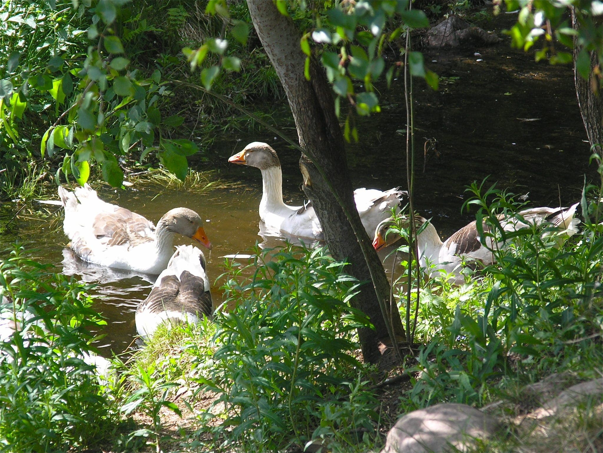 OLYMPUS DIGITAL CAMERA